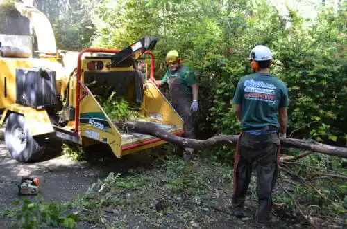 tree services Arthur